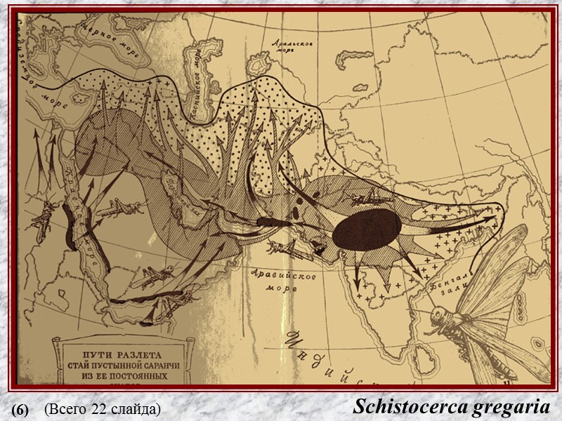 Schistocerca gregaria (6) (Всего 22 слайда)